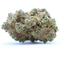 OFERTA - Gorilla Glue - MUESTRA